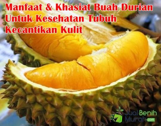 Manfaat Dan Khasiat Buah Durian
