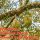 Cara Mudah Pemupukan Pada Tanaman Durian Musangking Agar Tumbuh Subur Dan Cepat Berbuah